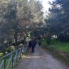 Piantumazione alberi