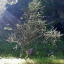Piantumazione alberi