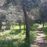Piantumazione alberi