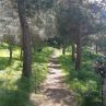 Piantumazione alberi