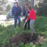 Piantumazione alberi