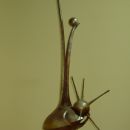Visita all'Atelier del Maestro Gennaro
